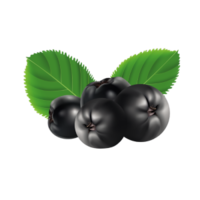 Aronia melanocarpa